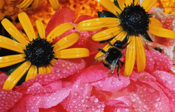 Yellow flowers with pink background